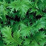 Organic Mizuna Mustard - 50 Seeds - Hardy Annual