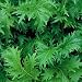 Organic Mizuna Mustard - 50 Seeds - Hardy Annual