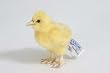 Yellow Chick Stuffed Animal Plush Toy By Hansa 4.5"