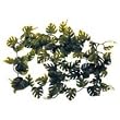 Fancy Plants Philodendron Plant, Giant Green