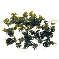 Giant Fancy Plant Philodendron