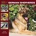 365 Days of German Shepherds 2009 Wall Calendar