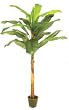 7 1/2' Banana Palm