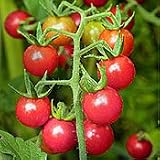Organic Matt's Wild Cherry Tomato - 50 Seeds