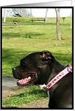 Black Pitbull Card