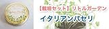 リトルガーデン　ハーブ　パセリ