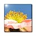 Pink Iceland Poppy Flowers Macro Photography - 12 Inch Ceramic Tile