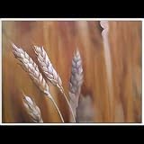 Wheat Garden - Bali Fine Art - CraftNetwork