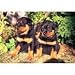   - Rottweiler 300pc Puzzle 2007