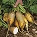 SUTTONS SEEDS: Beetroot Yellow Cylindrical (300 seeds)