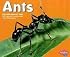 Ants (Pebble Plus; Bugs, Bugs, Bugs)