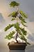 Bonsai Boy's Juniper Bonsai Tree<br><i>(juniper procumbens nana)</i>