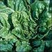 Lettuce, Buttercrunch
