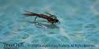 Pheasant Tail Flashback