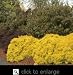 Golden Nugget Barberry Plant, One Gallon Container by Monrovia Growers