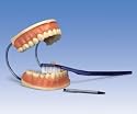 3B Scientific Giant Dental Care Model; 3 Times Life-Size; Extra-Large