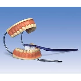 3B Scientific Giant Dental Care Model; 3 Times Life-Size; Extra-Large