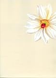 Almond Daisy Toss Wallpaper