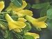 Erbsenstrauch - Caragana arborescens 5K