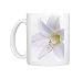 Amaryllis (Hippeastrum sp.) Photo Mugs