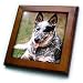 Dogs Australian Cattle - Australian Cattle Dog - Framed Tiles