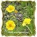 Dwarf Lance-Leaved Coreopsis (Coreopsis lanceolata) Jumbo Wildflower Seed Packet (1000)