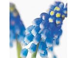 Kitchen & Housewares : Dyson Gift Bag - Grape Hyacinths Mini Size