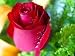 Red rose 5 seeds,great color easy to grow!