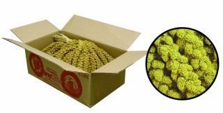 Millet Spray Pet Bird Treat, 5 Lb