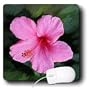 Flowers - Pink Hibiscus - Mouse Pads