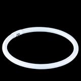 Produkt-Bild: Trio 981-22 Energiesparleuchte Energiesparring Ring, Dm: 17cm (Mitte Glas) 4 Pin, T5 22W 22 Watt 2700K