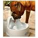 Kitchen & Housewares : Drinkwell Water Fountain for Dogs "Big Dog Fountain"