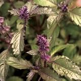 Organic Petra Basil 75 Seeds - Herb