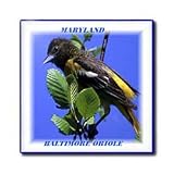 Maryland State Bird Baltimore Oriole - 6 Inch Ceramic Tile