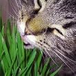 SWEET BARLEY SEEDS FOR KITTY CAT GRASS 50 + GRAMS 1,000 SEEDS --- FRESH SEED