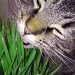 SWEET BARLEY SEEDS FOR KITTY CAT GRASS 50 + GRAMS 1,000 SEEDS --- FRESH SEED