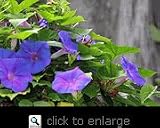 Blue Dawn Morning Glory Vine Five Gallon