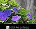 Blue Dawn Morning Glory Vine Five Gallon