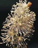 Black Cohosh Herbal Capsules