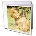 Dogs Norfolk Terrier - Norfolk Terrier - Greeting Cards-12 Greeting Cards with envelopes