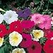 Petunia F2 Sundance Mix Seeds (Mixed) (1 Pkt - 220 seeds - MIX)