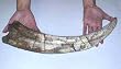 Therinzinosaurus Claw Replica