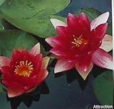 Pond Water Plant Water Red Hardy Beautiful