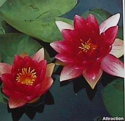 Pond Water Plant Water Red Hardy Beautiful