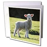 Albom Design Animals - Adorable Lamb New Zealand - Greeting Cards-12 Greeting Cards with envelopes
