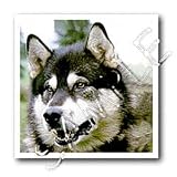 Dogs Alaska Malamute - Alaska Malamute - Iron on Heat Transfers