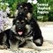 German Shepherd Puppies 2009 Wall Calendar