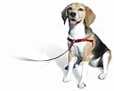 SENSE-ible No-Pull Dog Harness - Red Medium/Large (Wide)