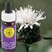 Flower Essence Services Mountain Pennyroyal 0.25 oz flower essence
