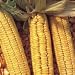 Organic Hickory King Dent Corn - 100 Seeds